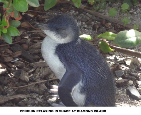 Diamond Island Resort - Accommodation Batemans Bay 2