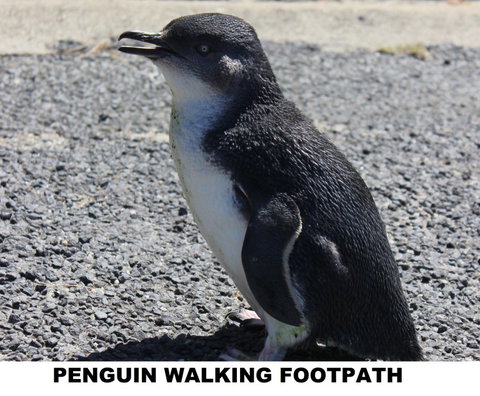 Diamond Island Resort - Accommodation Batemans Bay 4