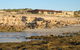 Tiliqua Sunrise - thumb 3