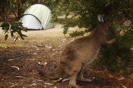 Western KI Caravan Park Cabins - Accommodation Batemans Bay 2