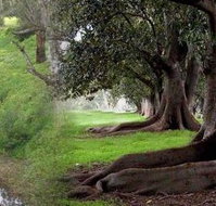 Rivergum Cottage - Accommodation Batemans Bay