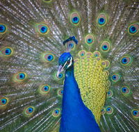 Willunga Peacock Farm Bed and Breakfast - Accommodation Batemans Bay