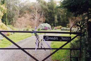 Adelaide Hills Country Cottages - Lavender Fields - Accommodation Batemans Bay 3