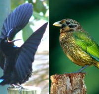 Chambers Wildlife Rainforest Lodges - Accommodation Batemans Bay