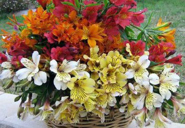 Huon Valley Bed And Breakfast - Accommodation Batemans Bay 3