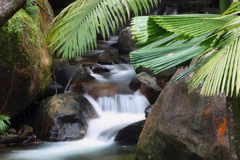 Daintree Secrets (Award Winning Retreat) - Accommodation Batemans Bay 1