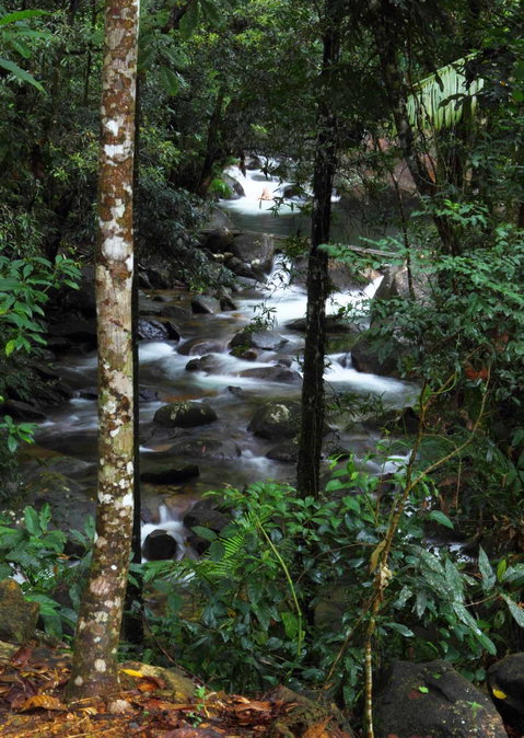 Daintree Secrets (Award Winning Retreat) - Accommodation Batemans Bay 2