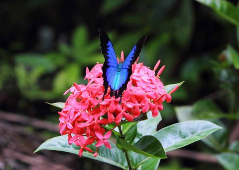 Daintree Secrets (Award Winning Retreat) - Accommodation Batemans Bay 5
