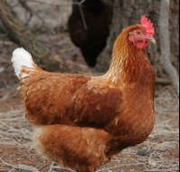 Avonmore Estate Biodynamic Winery - Accommodation Batemans Bay