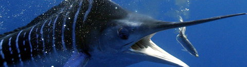 Black Bream Point Holiday Cabins - Accommodation Batemans Bay 1