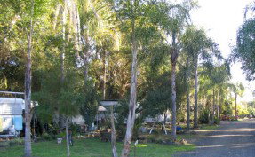 Lismore Palms Caravan Park - Accommodation Batemans Bay 1