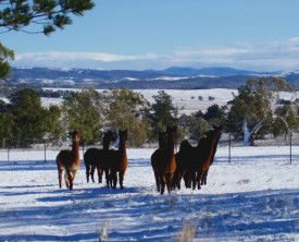 Castanian - Accommodation Batemans Bay 1