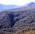 Callicoma Hill Eco-Cabins - Accommodation Batemans Bay