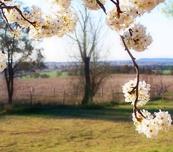 Cherry Lane Cottage - Accommodation Batemans Bay 1