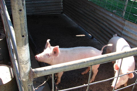 Lee Farmstay - Accommodation Batemans Bay 6
