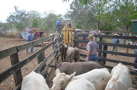 Lee Farmstay - Accommodation Batemans Bay 7