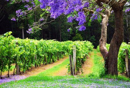 Bago Vineyards - Accommodation Batemans Bay 0