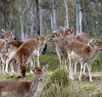 Lake Leake Chalet - Accommodation Batemans Bay