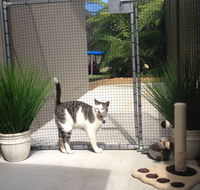 Caringbah Cat Hotel - Accommodation Batemans Bay