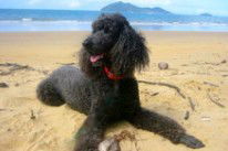 Dunk Island View Caravan Park - Accommodation Batemans Bay 4