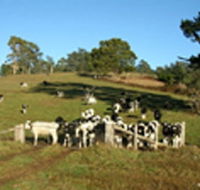 St Columba Cottage - Accommodation Batemans Bay