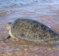 Mackerel Islands - Accommodation Batemans Bay