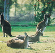 Tangkuinya - Accommodation Batemans Bay