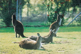 Tangkuinya - Accommodation Batemans Bay 0