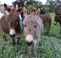 Donkey Tales Farm Cottages - Accommodation Batemans Bay
