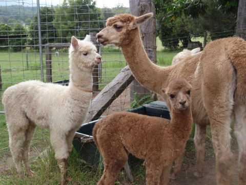 Fernridge Farm Cottage - Accommodation Batemans Bay 7