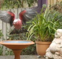 Wattle Court  Retreat - Accommodation Batemans Bay