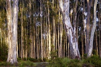Lake Weyba Cottages Noosa - Accommodation Batemans Bay 30