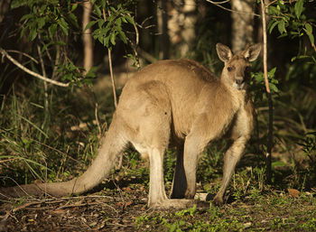 Lake Weyba Cottages Noosa - Accommodation Batemans Bay 31
