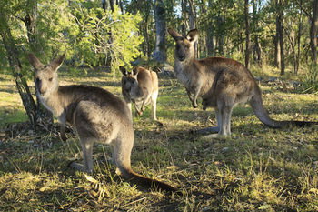 Eagleview Resort - Accommodation Batemans Bay 42