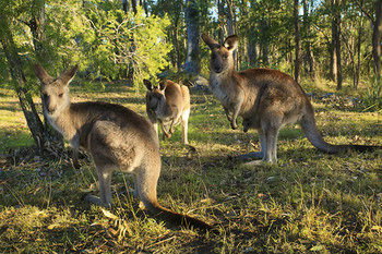 Eagleview Resort - Accommodation Batemans Bay 56