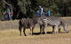 Zoofari Lodge, Taronga Western Plains Zoo - thumb 8