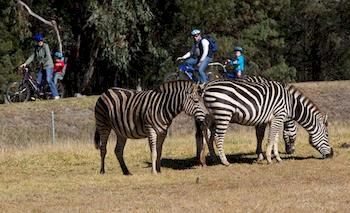 Zoofari Lodge, Taronga Western Plains Zoo - Accommodation Batemans Bay 8