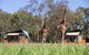 Zoofari Lodge, Taronga Western Plains Zoo - thumb 13