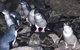 A Portside Experience - King Island - thumb 4