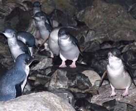 A Portside Experience - King Island - Accommodation Batemans Bay 4