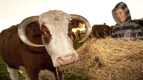 Kangaroobie - Accommodation Batemans Bay 4