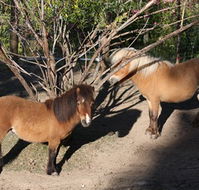 Cloud End Farmstay - Accommodation Batemans Bay