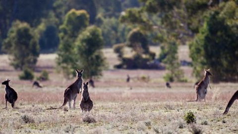 Wartook Rise Mudbrick Cabins - Accommodation Batemans Bay 1