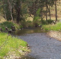 Murphy's Cabin - Accommodation Batemans Bay