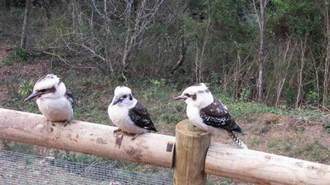 Wattletree Cottage - Accommodation Batemans Bay 3