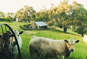 Adelaide Hills Country Cottages - Gum Tree Cottage - Accommodation Batemans Bay 1