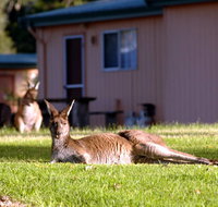 Kalgan River Chalets  Caravan Park - Accommodation Batemans Bay