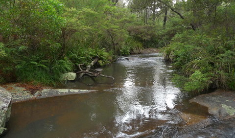 Chaelundi Campground - Accommodation Batemans Bay 1