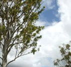 Glen Villa Resort and Tourist Park Casino - Accommodation Batemans Bay