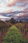Lamonts Winery, Restaurant & Gallery - Accommodation Batemans Bay 0